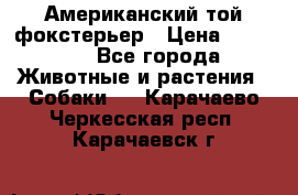 Американский той фокстерьер › Цена ­ 25 000 - Все города Животные и растения » Собаки   . Карачаево-Черкесская респ.,Карачаевск г.